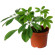 Горшечное растение Шефлера. Изящное растение с большим количеством зеленых листочков.. Окленд