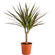 Комнатное растение Драцена. Популярное комнатное растение - прекрасный подарок для любителей выращивать что-то дома.. Окленд