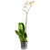 Белая орхидея Фаленопсис в горшке. Окленд